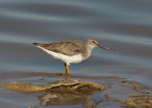 Andarríos del Terek (Xenus cinereus)