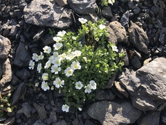 Cerastium uniflorum