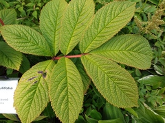 Rodgersia aesculifolia
