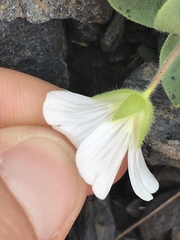 Cerastium uniflorum