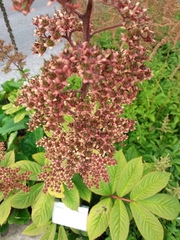 Rodgersia aesculifolia