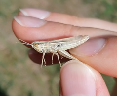 Euchorthippus elegantulus