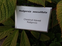 Rodgersia aesculifolia