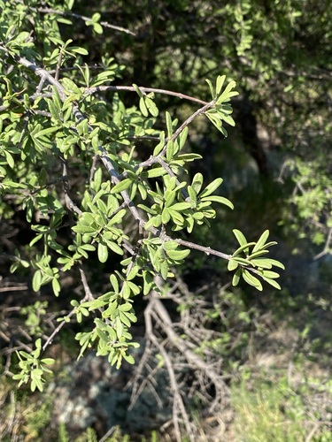 Desert olive (Forestiera shrevei)