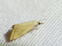 Microtheoris