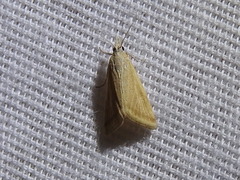 Microtheoris