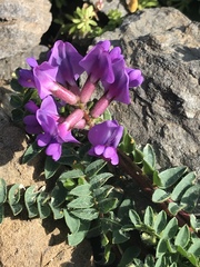 Oxytropis montana