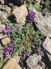 Oxytropis montana