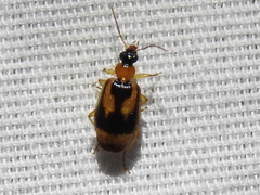 Lebia solea