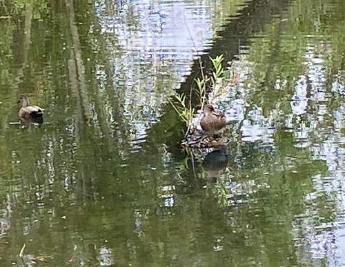 iNaturalist observation photo of Ducks, Geese, and Swans