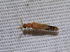 Distremocephalus texanus