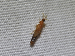 Distremocephalus texanus