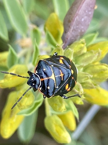 iNaturalist observation photo of Harlequin Bug
