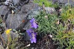 Campanula saxifraga