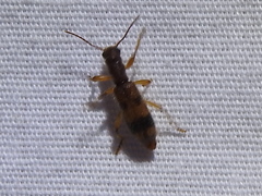 Cymatodera balteata