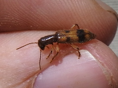 Cymatodera balteata