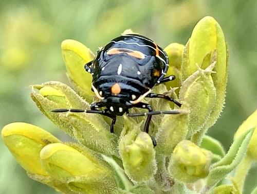 iNaturalist observation photo of Harlequin Bug