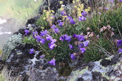 Campanula saxifraga