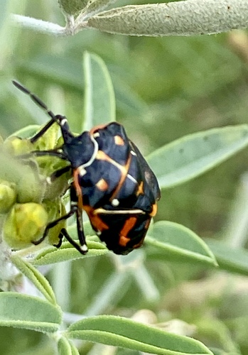 iNaturalist observation photo of Harlequin Bug