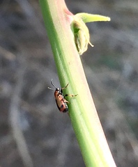 Crioceris paracenthesis