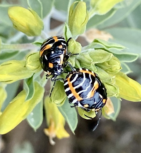 iNaturalist observation photo of Harlequin Bug