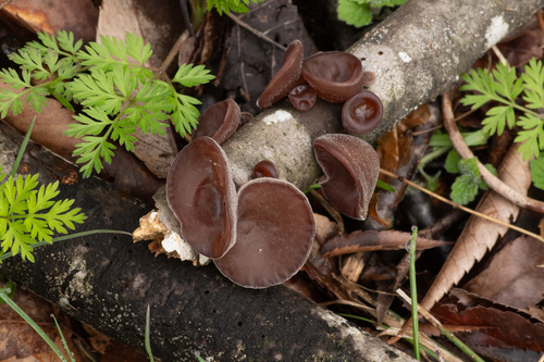 Auricularia polytricha