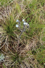 Eritrichium caucasicum