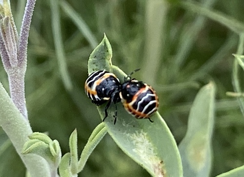 iNaturalist observation photo of Harlequin Bug