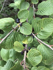 Rhamnus alpina