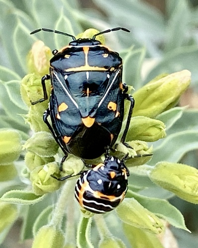 iNaturalist observation photo of Harlequin Bug
