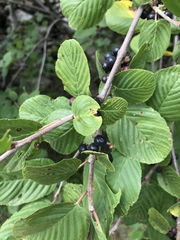 Rhamnus alpina