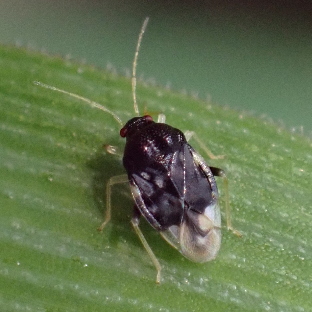 Pycnoderes medius