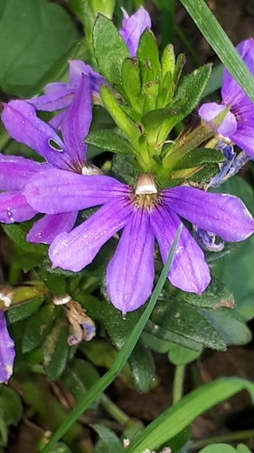 Another photo of Fairy Fan-flower