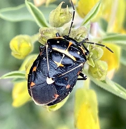 iNaturalist observation photo of Harlequin Bug