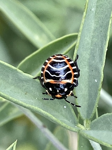 iNaturalist observation photo of Harlequin Bug