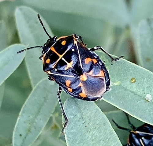 iNaturalist observation photo of Harlequin Bug
