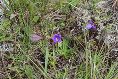 Campanula ciliata