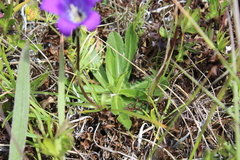 Campanula ciliata
