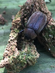 Phyllophaga crenulata