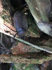 Phyllophaga crenulata