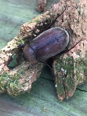 Phyllophaga crenulata