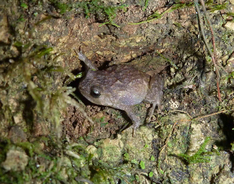 Lombok Cross Frog