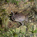 Cross Frogs - Photo (c) Sean Reilly, some rights reserved (CC BY)