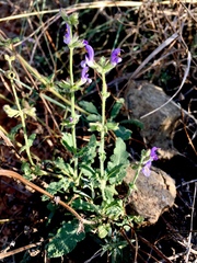 Salvia pratensis