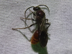Sphaeropthalma imperialis