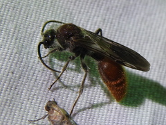 Sphaeropthalma imperialis