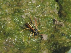 Polistes gallicus