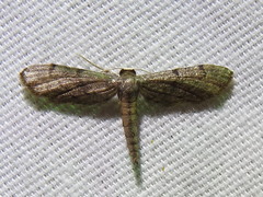 Euacidalia