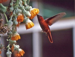 Dendroseris litoralis