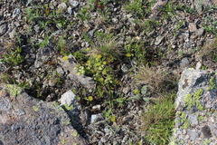 Chamaesciadium acaule